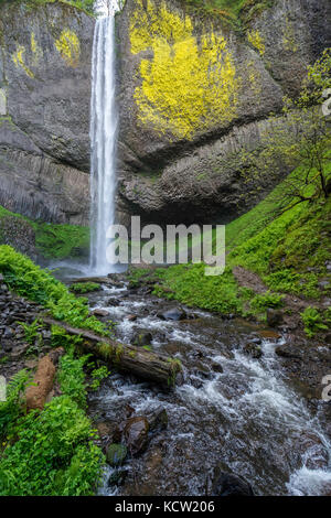 Latourell Falls ist ein Wasserfall entlang der Columbia River Gorge in Oregon, im Guy W. Talbot State Park. Der historische Columbia River Highway verläuft in der Nähe, und an bestimmten Orten sind die Lower Falls von der Straße aus sichtbar. Stockfoto