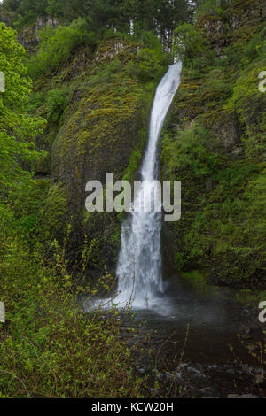 Schachtelhalm fällt an der Columbia River Gorge National Scenic Area, Mt Hood National Forest, Historic Columbia River Highway, Cascade Locks, Oregon Stockfoto