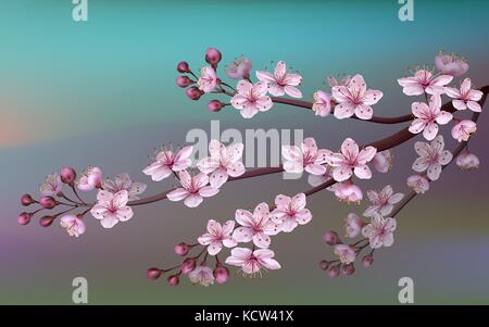 Realistische Sakura Japan cherry Zweig mit blühenden Blumen. Natur Hintergrund mit Blüte Zweig der Pink sakura Blumen. Vorlage auf weißem Hintergrund. Vektor Datei enthalten Stock Vektor