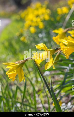 Narzissen in der Straße außerhalb Arundel wetland Centre durch den Wald. Gelbe Blumen entlang Damm im Frühling. Knollige Staude basal Anlage. Stockfoto
