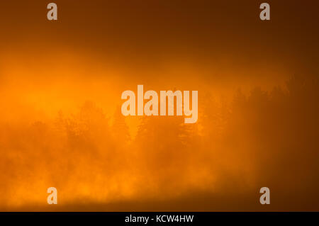 Morgennebel bei Sonnenaufgang über Feuchtgebiete, Algonquin Provincial Park, Ontario, Kanada Stockfoto