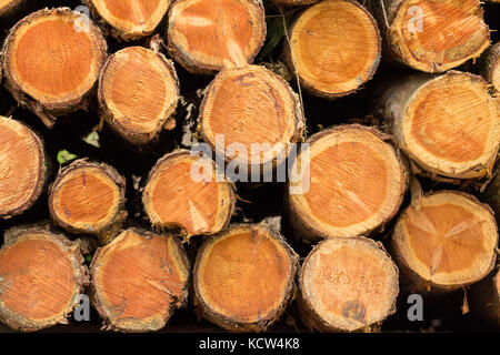 Stapel von gefällten Bäumen in Wäldern Clearing bei der Natur Park in Northan Ireland. Mehrere Reihen von Schnittholz in Stapeln von gemischten Größen entlang der Wege. Stockfoto