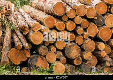 Stapel von gefällten Bäumen in Wäldern Clearing bei der Natur Park in Northan Ireland. Mehrere Reihen von Schnittholz in Stapeln von gemischten Größen entlang der Wege. Stockfoto