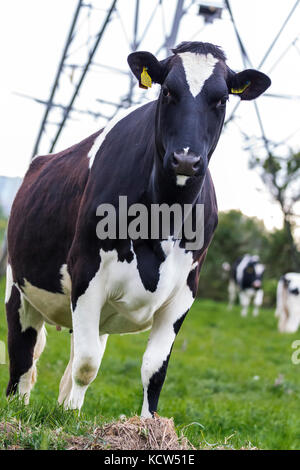 Schwarz-weisse Kuh in der Nähe bei einem Gesicht weg mit Mir auf Ackerland in Dorset. Dynamische abgewinkelt Mit powerline Struktur im Hintergrund Hochformat geschossen Stockfoto