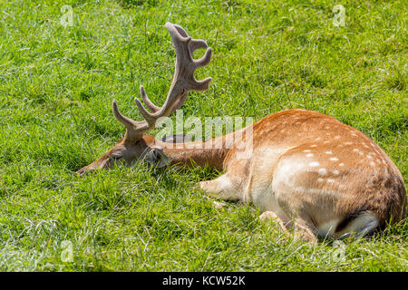 Damhirsch liegend im Gras an britischen Wildlife Center in Lingfield Surrey UK. Übersicht Klinge Typ Geweih und gelb braun Fell mit hellen Flecken. Stockfoto