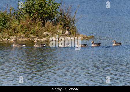 Graugans (Anser anser) Sechs Gänse schwimmen und ein weiterer auf der Insel bei sieben Eichen Wildlife Reserve UK. Schönes helles Tag und blauen Wasser des Sees Stockfoto