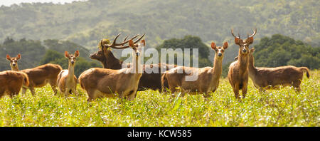 Panoramablick auf eine Herde Rehe an der Kamera in einer hellen, sonnigen Tag auf der Suche Stockfoto