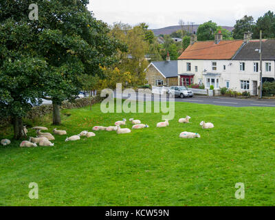 Danby Dorf auf der North Yorkshire Moors eine Herde Schafe erlaubt in der Dorfmitte zu weiden das Gras kurz zu halten. Stockfoto