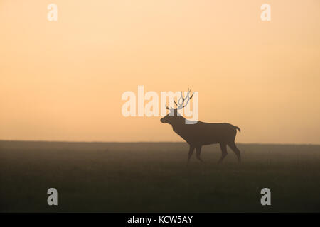 Rotwild im Nebel der Dämmerung. Brunftzeit. Stockfoto