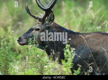 Europäischen Hirschen während der brunft Saison Stockfoto