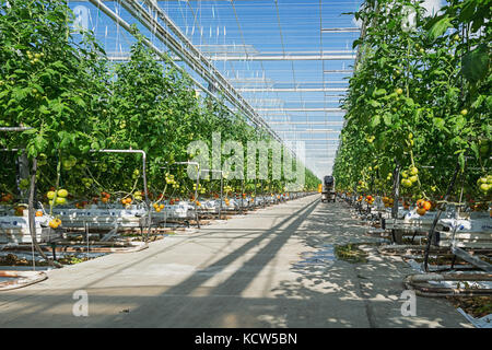 Berkel en Rodenrijs, Niederlande - 2. April 2017: Tomaten in einem großen Gewächshaus in den Niederlanden wächst Stockfoto