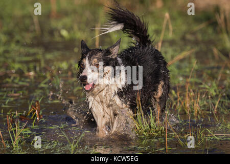 Border Collie Hunde Arbeiten in Bereichen, in England, Großbritannien Stockfoto