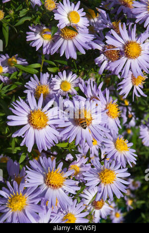 Cluster von bunten lila/lila Astern (astern) wächst im Sonnenschein, besucht von Honigbienen. Stockfoto