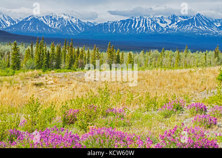 Wildflowers und die St. Elias Mountains, in der Nähe von Haines Junction, Yukon, Kanada Stockfoto