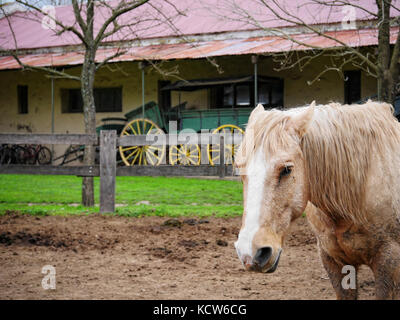 Pferde auf der Estancia, gaucho Horse Ranch, San Antonio de Areco, nr. Buenos Aires, Argentinien Stockfoto