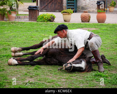 Indische Pferd Dressur (Pferd Yoga) mit Gaucho in der Estancia nr. Buenos Aires, Argentinien Stockfoto