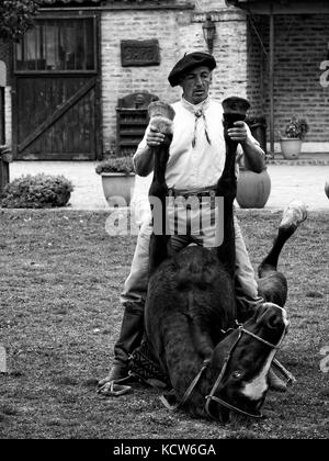 Indische Pferd Dressur (Pferd Yoga) mit Gaucho in der Estancia nr. Buenos Aires, Argentinien Stockfoto