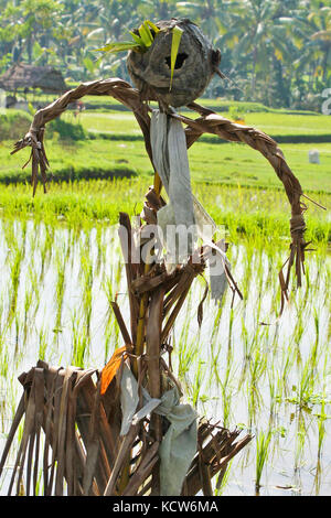 Titel: Das Schreckgespenst der Reisfeld - eine Vogelscheuche in den Reisfeldern von Ubud, Bali (Indonesien) Stockfoto