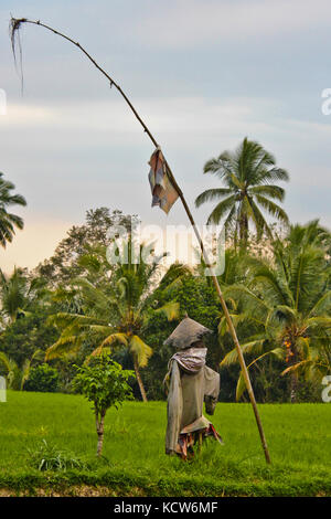 Titel: Die vogelscheuche... Fischer - eine seltsame Fischer wanderten zu den Reisfeldern von Ubud, Bali (Indonesien) Stockfoto