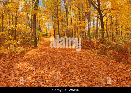 Landstraße mit Ahornblättern (Acer saccharum) im Herbst, Fairbank Provincial Park, Ontario, Kanada Stockfoto