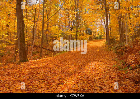 Landstraße mit Ahornblättern (Acer saccharum) im Herbst, Fairbank Provincial Park, Ontario, Kanada Stockfoto