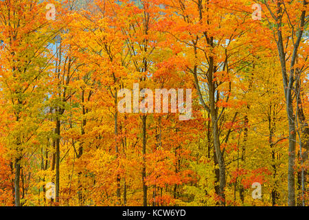 Laubwald von Zucker Ahornbäume (Acer saccharum) im Herbst Laub, MANITOULIN Island, Ontario, Kanada Stockfoto