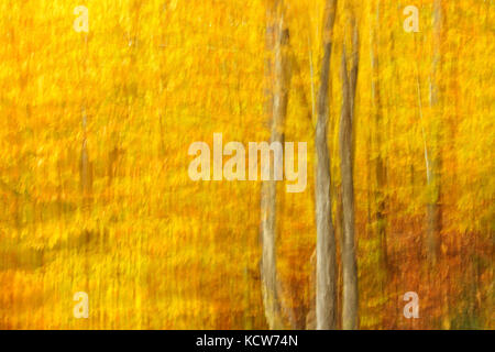 ICM von Laubwald von Zucker Ahornbäume (Acer saccharum) im Herbst Laub, in der Nähe Parry Sound, Ontario, Kanada Stockfoto