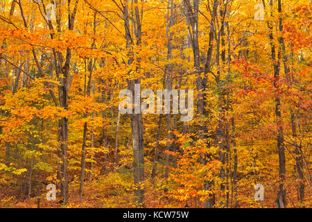 Laubwald von Zucker Ahornbäume (Acer saccharum) im Herbst Laub, in der Nähe von Rosseau, Ontario, Kanada Stockfoto