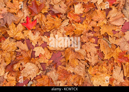 Zucker Ahorn (Acer saccharum) am Brutplatz fällt im Herbst, in der Nähe von rosseau, Ontario, Kanada Stockfoto