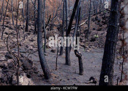 Nationalpark Vesuv nach dem Brand im Sommer 2017 Stockfoto