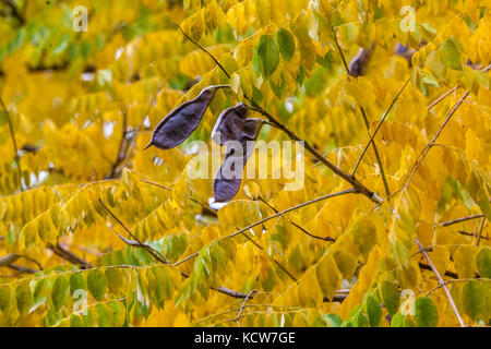 Kaffeebaum von Kentucky, Samen von Gymnocladus dioicus in Hülsen und gelben Herbstblättern Stockfoto