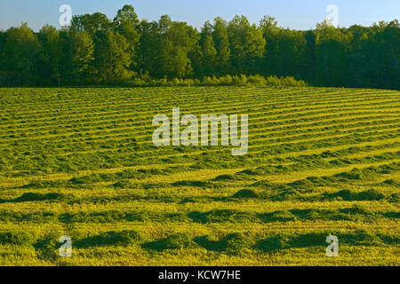 Schwaden von Klee bei Sonnenuntergang, nahe Hartland, New Brunswick, Kanada Stockfoto