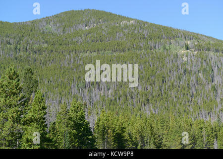 Fichte Bäume beschädigt und durch Käfer Fichte getötet, Dendroctonus rufipennis, Rocky Mountain National Park, Colorado Stockfoto