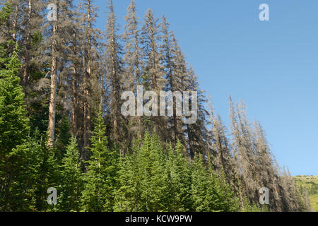 Fichte Bäume beschädigt und durch Käfer Fichte getötet, Dendroctonus rufipennis, Rocky Mountain National Park, Colorado Stockfoto