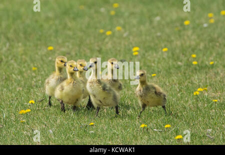 Kanadagänse (Branta canadensis) Küken im städtischen Park, Winnipeg, Manitoba, Kanada Stockfoto