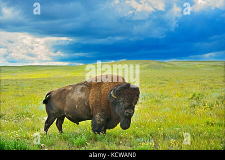 Bison Bison (Bison Bison) in Grasland, Grasslands National Park, Saskatchewan, Kanada Stockfoto