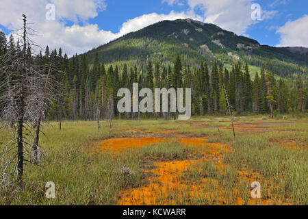 Farbtöpfe. Bügeleisen - reichhaltige kalte Quellen. Die kanadischen Rocky Mountains, Kootenay National Park, British Columbia, Kanada Stockfoto