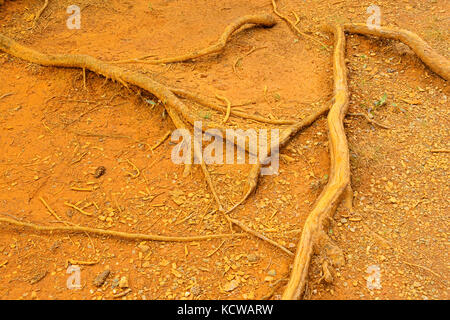 Zweige und Farbtöpfe, den kanadischen Rocky Mountains, Kootenay National Park, British Columbia, Kanada Stockfoto