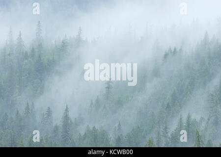 Bäume im Nebel, Nancy Green Provincial Park, British Columbia, Kanada Stockfoto