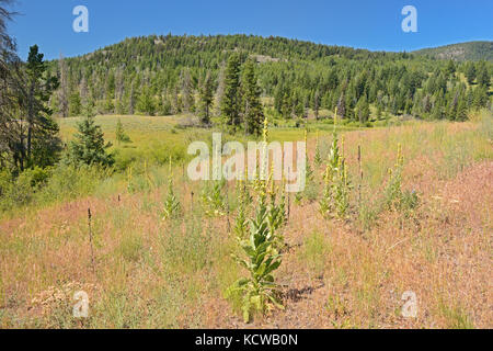 Gemeinsame Königskerze (molène thapsus), in der Nähe von Invermere, Britisch-Kolumbien, Kanada Stockfoto