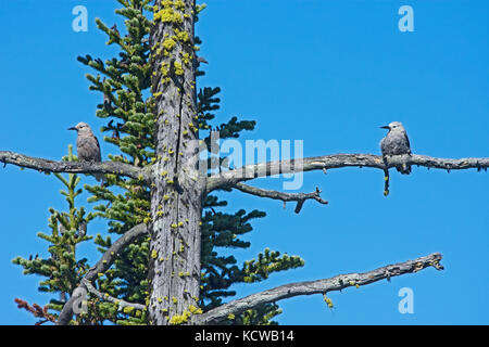 Von clark Nussknacker, nucifraga Columbiana, e.c. Manning Provincial Park, British Columbia, Kanada Stockfoto