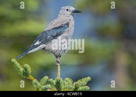 Von clark Nussknacker, nucifraga Columbiana, e.c. Manning Provincial Park, British Columbia, Kanada Stockfoto