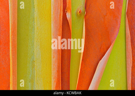 Rinde von Arbutus (Pacific Madrone) (Arbutus menzeisii) Baum. Kanada ist nur native Breite blätterte immergrüner Baum., Saltspring Island (Gulf Islands), British Columbia, Kanada Stockfoto