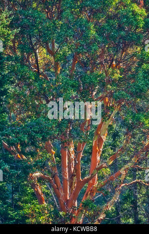 Arbutus (Pacific Madrone) (Arbutus menzeisii) Baum. Kanadas einziger einheimischer immergrüner Baum mit breitblättrigen Blättern., Saltspring Island (Golfinseln), British Columbia, Kanada Stockfoto