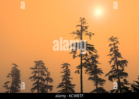 Bäume im Nebel auf Agate Beach, naikoon Provincial Park, Graham Island, Haida Gwaii (früher der Queen Charlotte Islands, British Columbia, Kanada Stockfoto