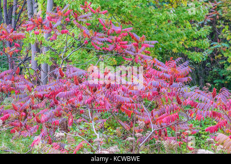 Die Blätter der staghorn Sumac (rhus typhina), häufig im südlichen Ontario, leuchtendes Rot im Herbst. Stockfoto