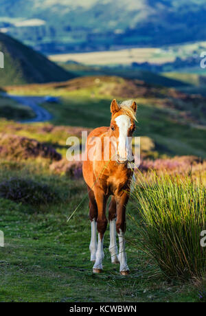 Gras Naschen Süßes Brown Mountain Fohlen Stockfoto