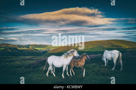 Wilden Ponys auf der Alm Stockfoto