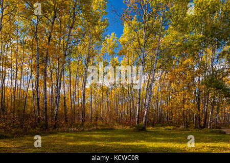 Aspen (Populus tremuloides) Wald im Herbst Farben, Ste. Anne, Manitoba, Kanada Stockfoto