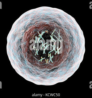 Die menschliche Zelle mit Chromosomen, Illustration. Chromosomen, die bestehen aus zwei identischen Chromatiden an ein Zentromer (Licht), bestehen aus Desoxyribonukleinsäure (DNA), um Proteine aufgewickelt. Die DNA enthält Abschnitte, Gene genannt, die genetischen Informationen des Körpers kodieren, Bestimmung der Struktur der einzelnen Zelle, Funktion und Verhalten. Stockfoto